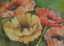 Gekleurde klaprozen - aquarel