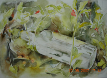 DSCN1250 Whiskeyfles